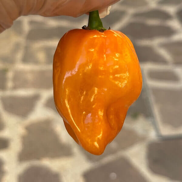 Habanero Orange